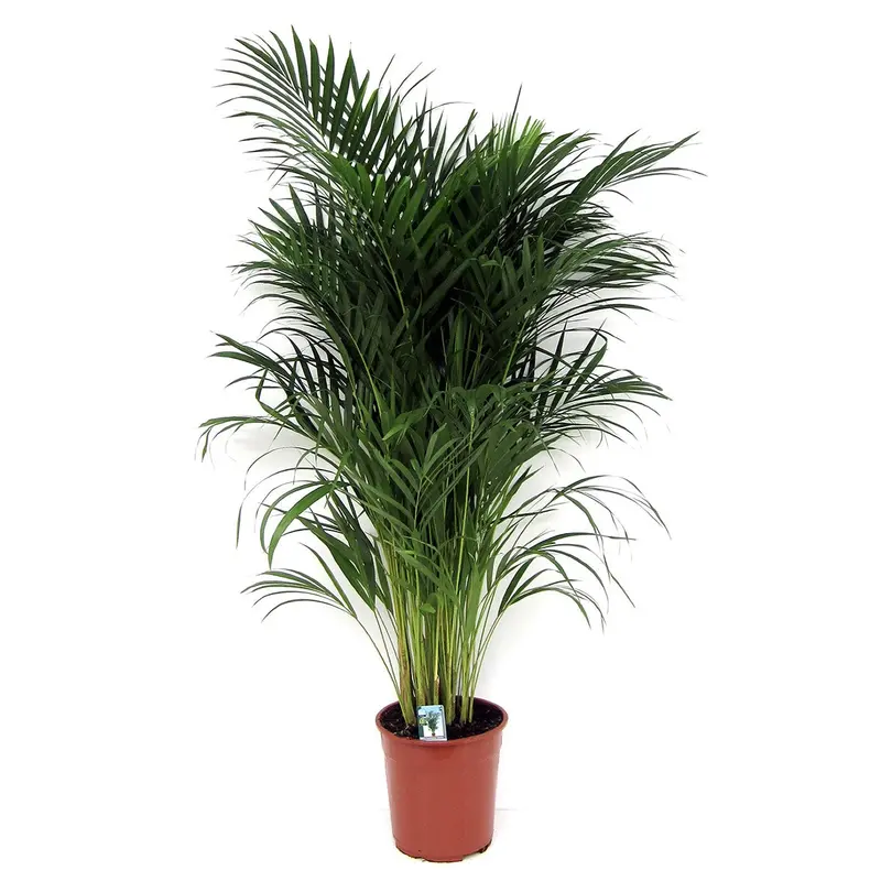 Areca Palm (Dypsis Lutescens) – Air-Purifying Tropical, 100–120 Cm Tall, 21 Cm Diameter Pot 1