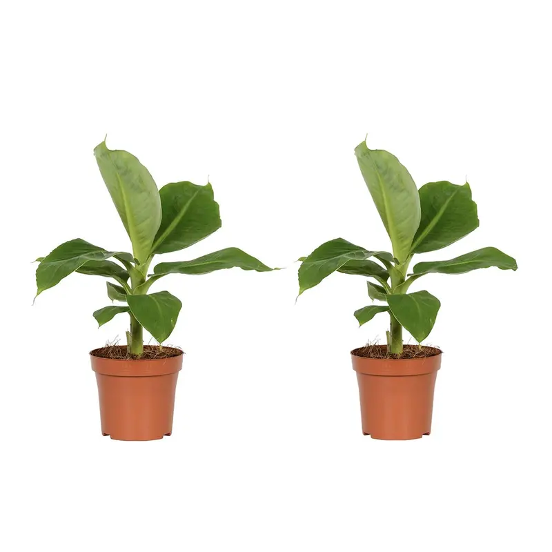 Dwarf Banana Plant – Tropical Indoor Specimen, 25–40 Cm Tall, 12 Cm Diameter Pot 1