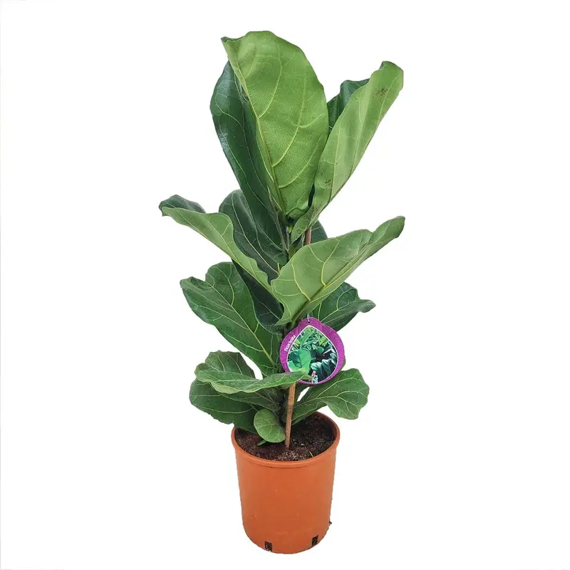 Fiddle Leaf Fig (Ficus Lyrata) – Statement Indoor Tree, 70–80 Cm Tall, 19 Cm Diameter Pot 1