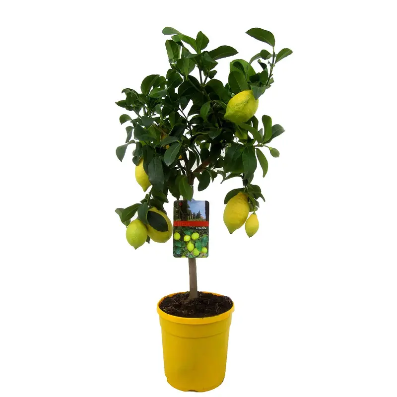 Lemon Tree (Citrus Limon) – Potted Citrus Plant, 60–70 Cm Tall, 19 Cm Diameter Pot 1