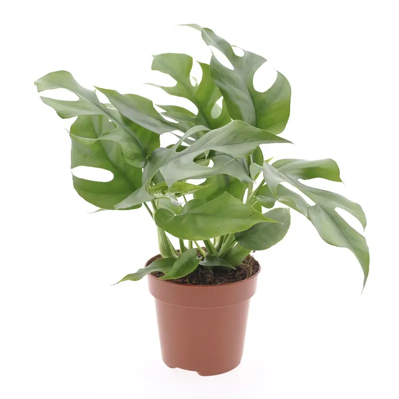 Mini Monstera (Rhaphidophora Tetrasperma) – Compact Climber, 25–35 Cm Tall, 12 Cm Diameter Pot 1