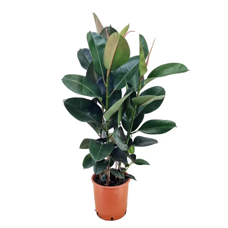 Rubber Plant 'Robusta' Xl – Hardy Ficus Elastica Variety, 80–100 Cm Tall, 24 Cm Diameter Pot 1