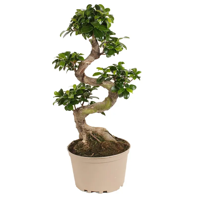 Traditional Japanese Bonsai Tree – Artfully Trained Specimen, 60–80 Cm Tall, 22 Cm Diameter Pot 1